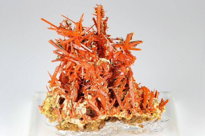 Bright Orange Crocoite Crystal Cluster - Tasmania #182741
